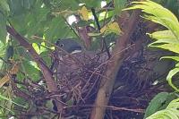 Columba palumbus