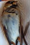 Passer domesticus