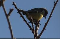 Parus major