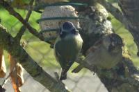 Passer domesticus