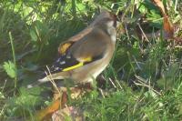 Carduelis carduelis