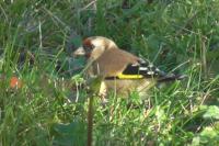 Carduelis carduelis