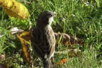 Passer domesticus