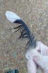 Streptopelia turtur