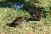 Gallinula chloropus