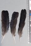 Corvus monedula