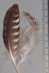 Falco peregrinus