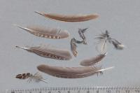 Coturnix coturnix