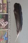 Corvus monedula