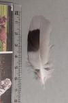 Columba livia