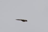 Falco subbuteo