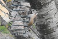 Lophophanes cristatus