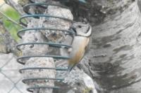 Lophophanes cristatus