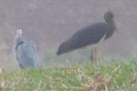 Ardea cinerea