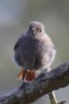 Phoenicurus ochruros
