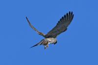 Falco tinnunculus