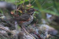 Turdus iliacus