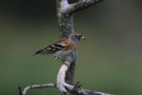 Fringilla montifringilla