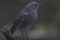 Phoenicurus ochruros