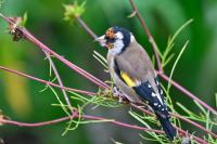 Carduelis carduelis