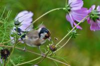 Carduelis carduelis