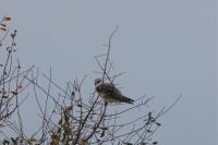 Elanus caeruleus