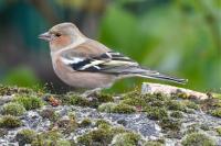 Fringilla coelebs