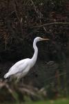Ardea alba