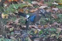 Garrulus glandarius