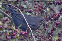 Turdus merula