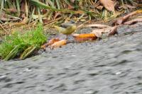 Motacilla cinerea
