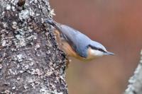 Sitta europaea