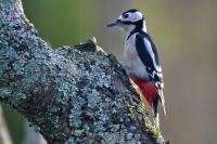 Dendrocopos major