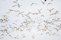 Pluvialis apricaria