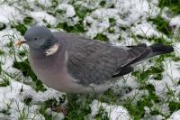 Columba palumbus