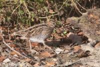 Gallinago gallinago