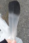 Columba oenas