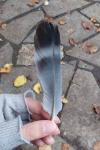 Columba oenas