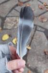 Columba oenas