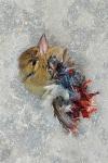 Fringilla coelebs