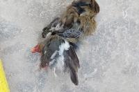 Fringilla coelebs
