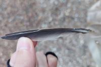 Turdus pilaris
