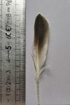 Pluvialis apricaria