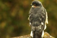 Accipiter nisus