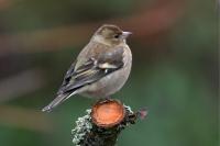 Fringilla coelebs