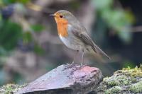 Erithacus rubecula