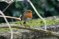 Erithacus rubecula