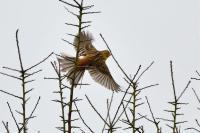 Emberiza citrinella