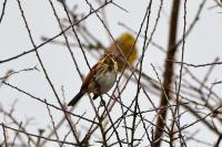 Emberiza schoeniclus
