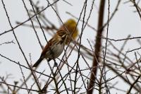 Emberiza schoeniclus